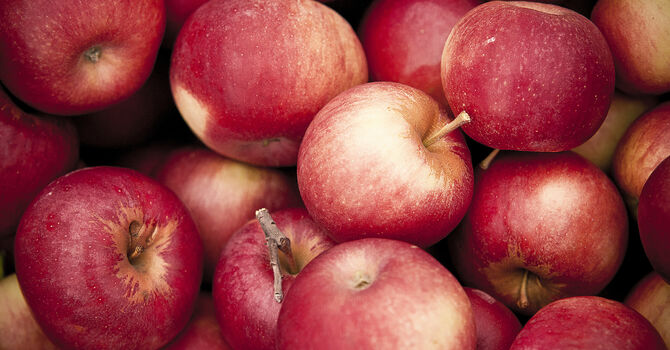 Apple Butter Boiling