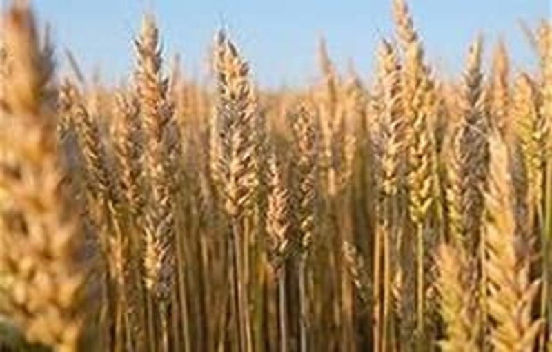 Weeds and Wheat