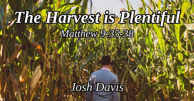 The Harvest is Plentiful