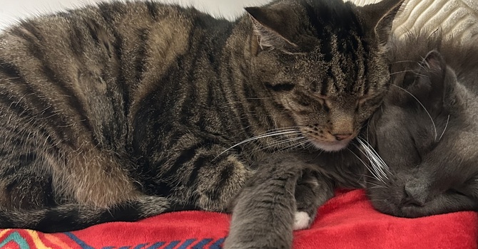 Last Call for Pet Pictures